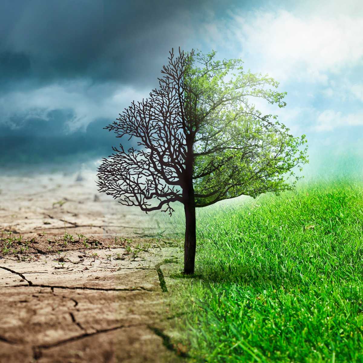 árbol cambio climático